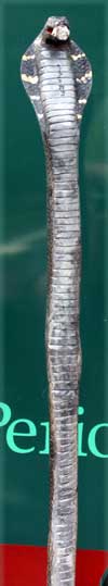 Custom Cobra Wizard Walking Stick