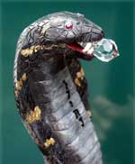 Custom Cobra Wizard Walking Stick - Snake Head with Jewell Closeup